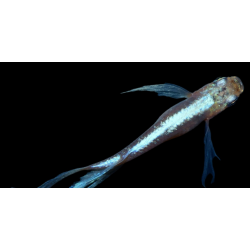 Oryzia Latipes miyuki voile
