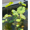 Pot bassin poubellarium 160 litres