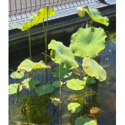Pot bassin poubellarium 240 litres