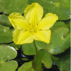 Nymphoides peltata