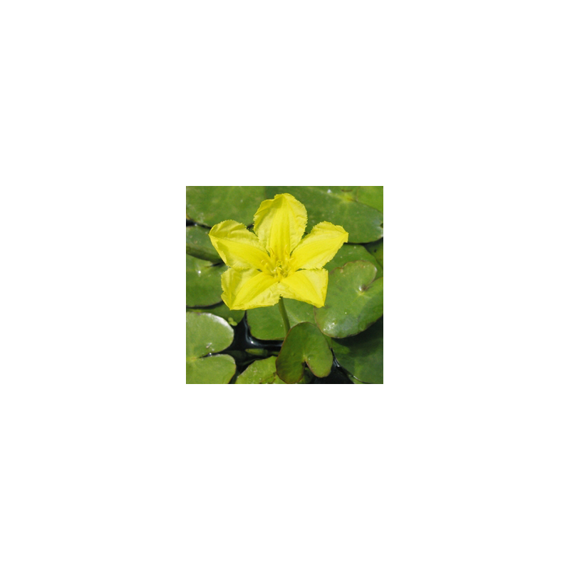 Nymphoides peltata