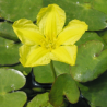 Nymphoides peltata