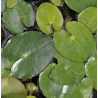 Nymphoides peltata