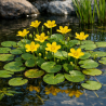 Nymphoides peltata