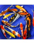Carpe koï origine Japon de différentes tailles ages couleurs et variétés